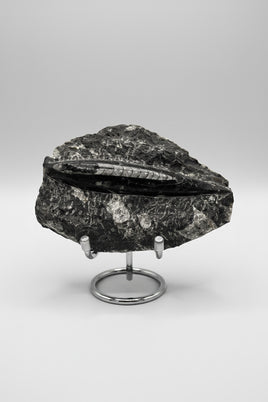 Natural Orthoceras Fossil Specimen #18