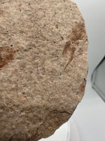 Fossil Fish, Eocene, Green River, Kemmerer, WY