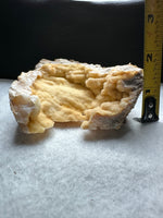 Withlacoochee River Agatized Coral #12