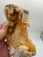 Withlacoochee River Agatized Coral #12