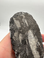 Natural Orthoceras Fossil Specimen #17