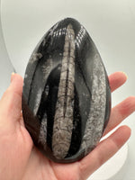 Natural Orthoceras Fossil Specimen #2