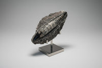 Orthoceras Fossil #2