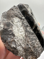 Natural Orthoceras Fossil Specimen #12