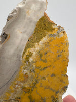 Bumblebee Jasper, Java, Indonesia #2