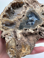 Agatized Coral, Florida