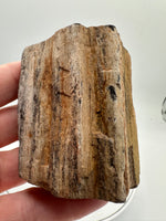 Petrified Wood Specimen #2
