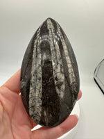 Natural Orthoceras Fossil Specimen #4