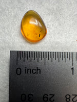 Fossil Insect Inclusion in Burmese Amber #2