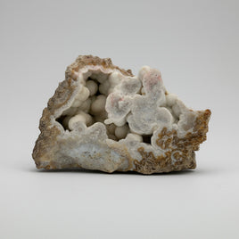 Withlacoochee River Agatized Coral #11