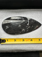 Natural Orthoceras Fossil Specimen #1