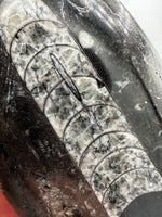 Natural Orthoceras Fossil Specimen #14