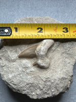 Otodus Shark Tooth, Eocene, Khouribga, Morocco on Matrix #3