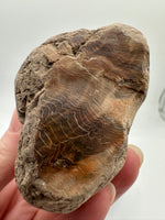Petrified Wood Specimen #1