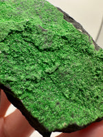 Uvarovite Garnet, Saranovski, Sarany, Gomazavodskii, Russia