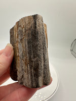 Petrified Wood Specimen #2