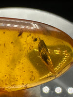 Fossil Insect Inclusion in Burmese Amber #7