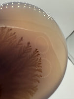 Designer Dendritic Agate Cabochon #5