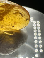 Fossil Insect Inclusion in Burmese Amber #10