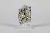 8th Vein Ocean Jasper Polished Free Form #12