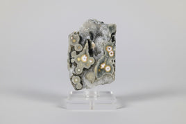 8th Vein Ocean Jasper Polished Free Form #12