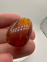 Fossil Insect Inclusion in Burmese Amber #6