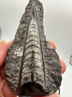 Natural Orthoceras Fossil Specimen #20