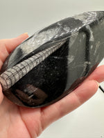 Natural Orthoceras Fossil Specimen #1