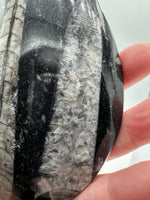 Natural Orthoceras Fossil Specimen #2