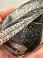 Natural Orthoceras Fossil Specimen #1