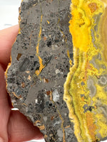 Bumblebee Jasper, Java, Indonesia #1