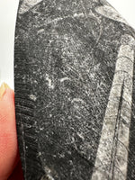 Natural Orthoceras Fossil Specimen #16