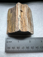 Petrified Wood Specimen #2