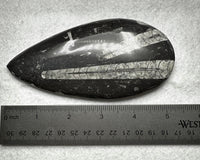 Natural Orthoceras Fossil Specimen #16