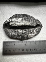 Natural Orthoceras Fossil Specimen #19