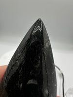 Natural Orthoceras Fossil Specimen #22