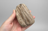 Petrified Wood Specimen #1
