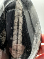 Natural Orthoceras Fossil Specimen #2