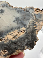 Dendritic Opal Slab