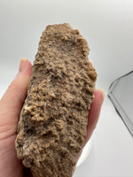 Withlacoochee River Agatized Coral #13