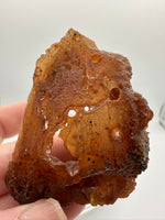 Withlacoochee River Agatized Coral #2