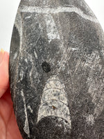 Natural Orthoceras Fossil Specimen #14
