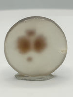 Scenic Dendritic Agate Cabochon #4