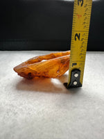 Withlacoochee River Agatized Coral #2