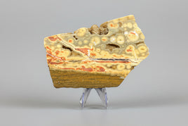 8th Vein Ocean Jasper Slab #111