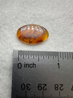 Fossil Insect Inclusion in Burmese Amber #5