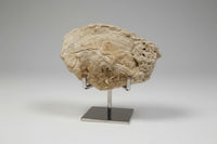 Fossilized Calcite Clam from Ruck's Pit Quarry, Florida, UV Reactive #2
