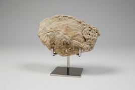Fossilized Calcite Clam from Ruck's Pit Quarry, Florida, UV Reactive #2