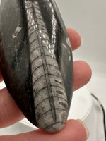Natural Orthoceras Fossil Specimen #22