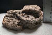 Agatized Coral, Florida